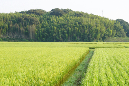 畦道（あぜみち）とは？意味・覚え方を分かりやすく解説！ヒントは「田んぼ」 - それってどういう意味？