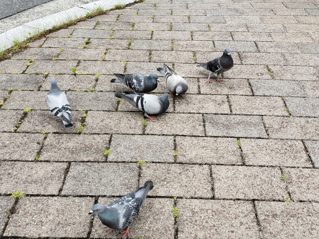 鳩首の覚え方イメージ
