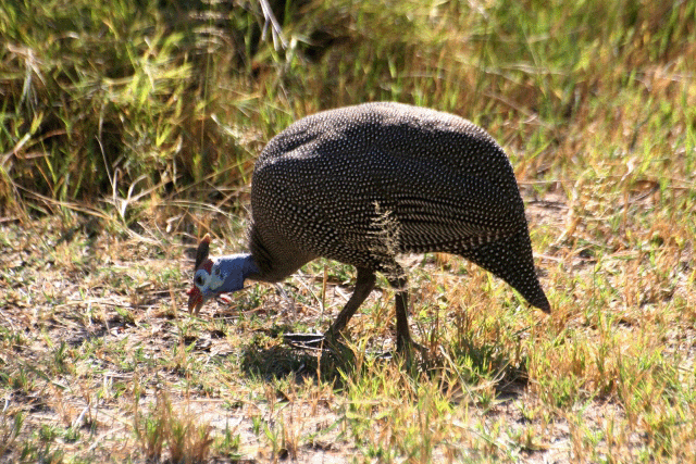 珠鶏の覚え方イメージ