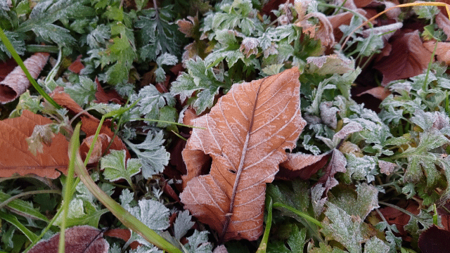 秋霜の覚え方イメージ