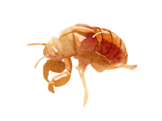 空蝉の覚え方イメージ