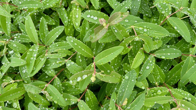 翠雨の覚え方イメージ